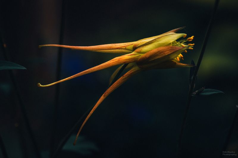 макро, природа, цветы, аквилегия, лето, macro, nature, flowers, aquilegia, summer, Dreamphoto preview