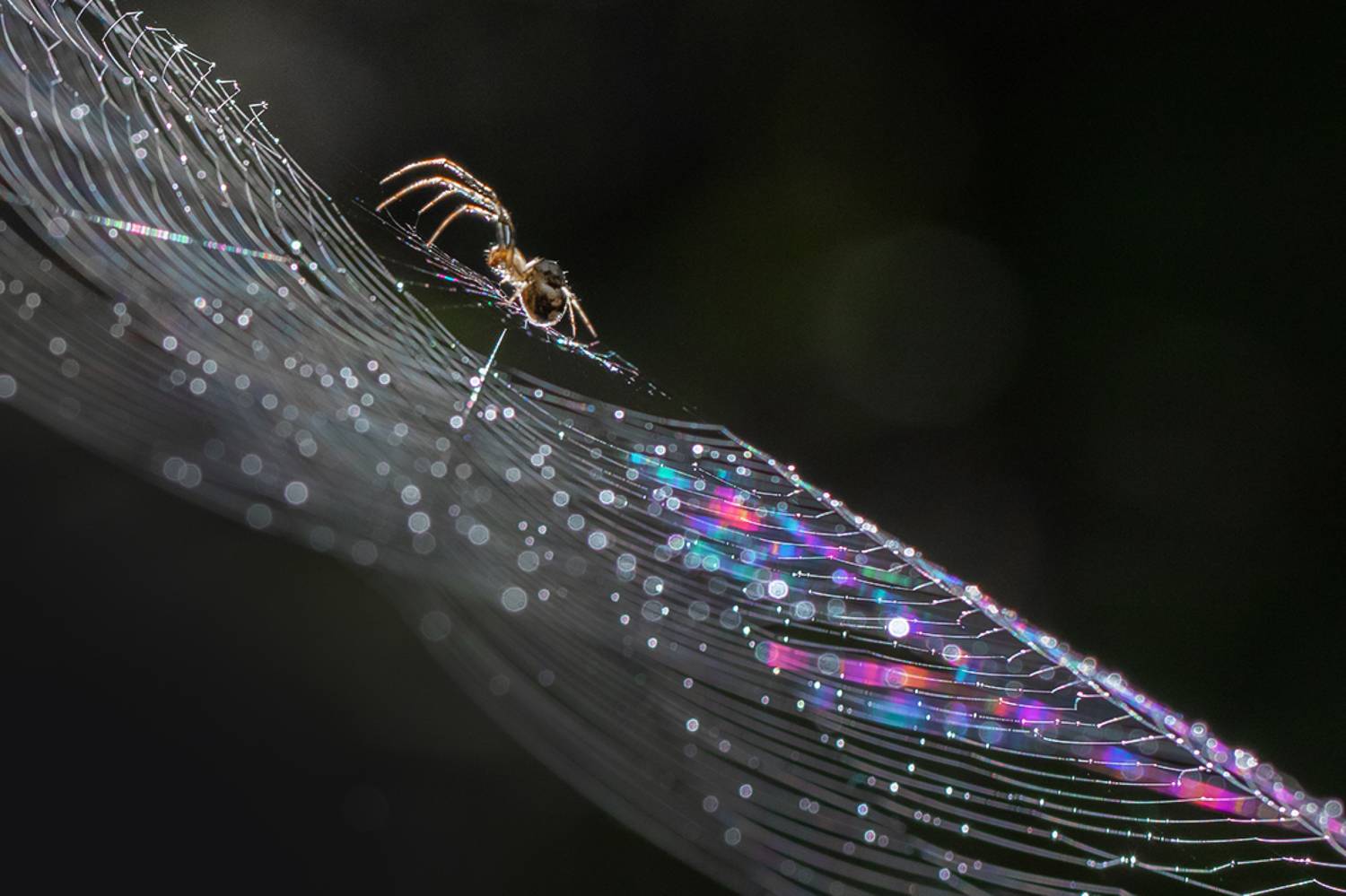 Паучок и паутина. Автор: Сытина Наталия паук, паутина, капли, Сытина Наталия