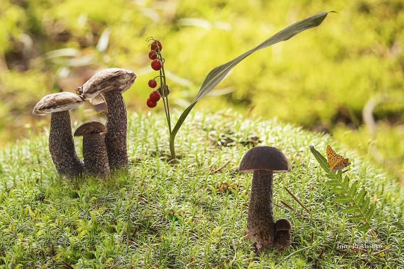 постановочное фото, натюрморт, природа, грибы, растения, лето из серии Лесные сказкиphoto preview