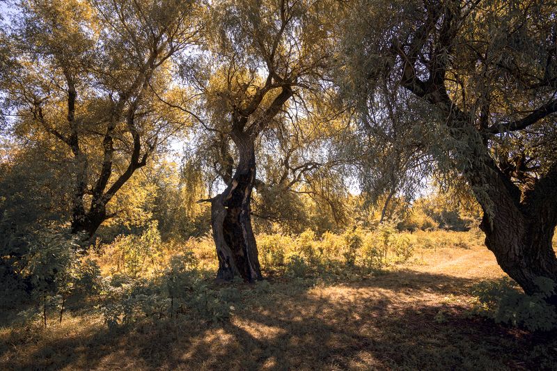 Полдень осениphoto preview