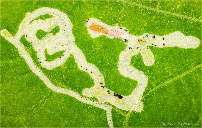 лист, абстракция, макрофото, макроклуб, червячок, - Кто, кто в лстике живёт?photo preview