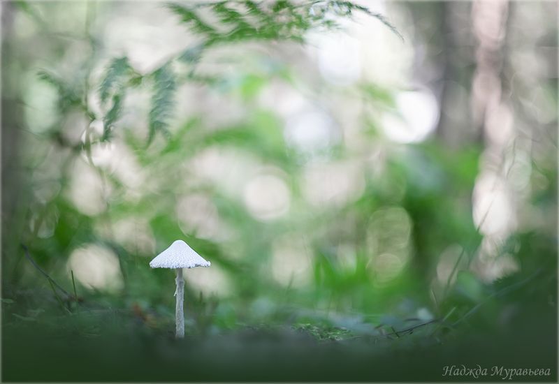 coprinopsis nivea, навозник белоснежный, гриб, макро, макропейзаж, макроклуб.орг, И тут - я, весь в белом.photo preview