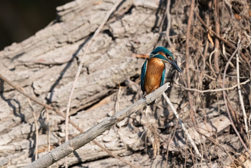 King Fish King Fishphoto preview