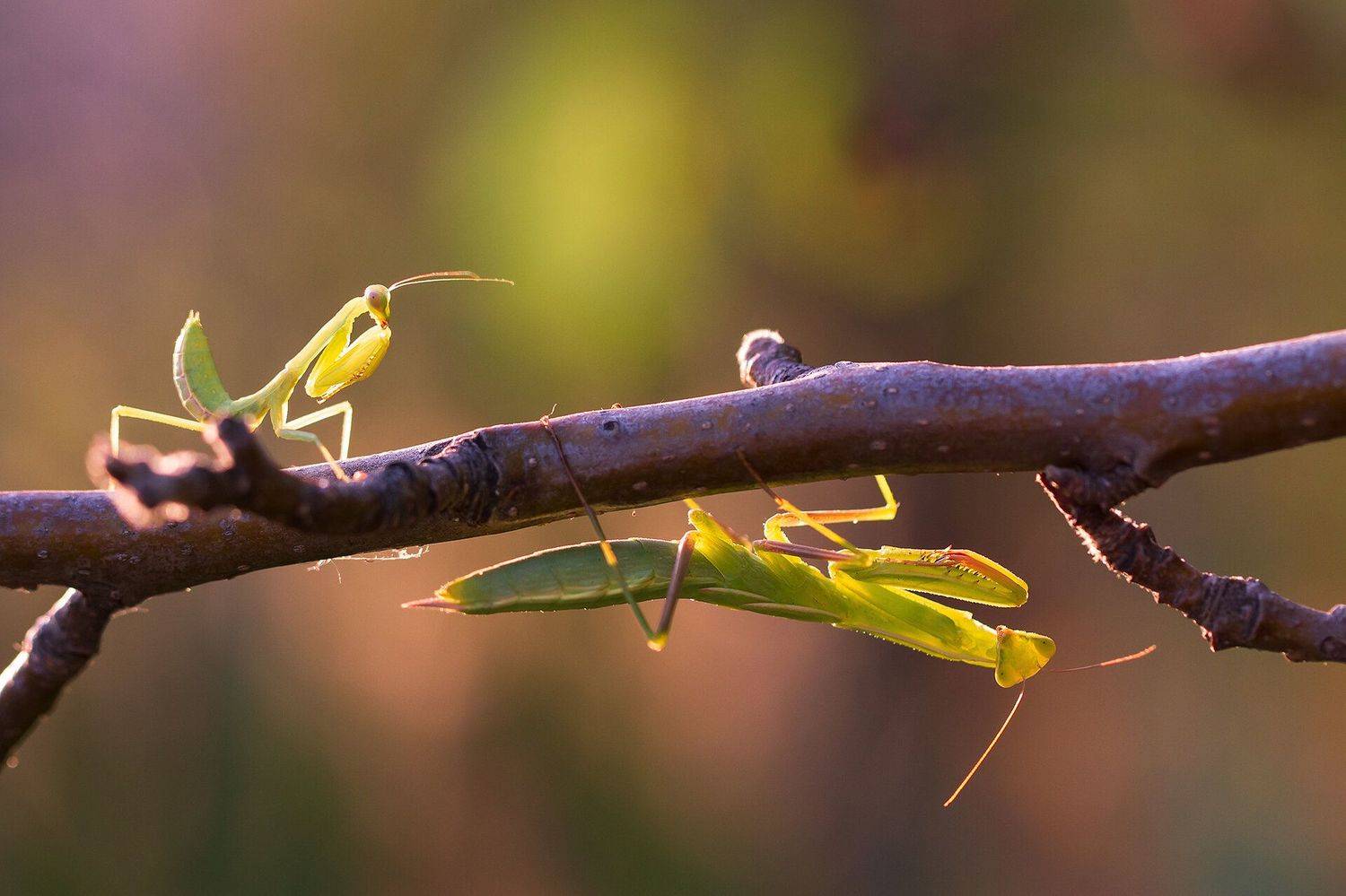 Игра в прятки. Автор: Станка Петрова богомолы, Станка Петрова