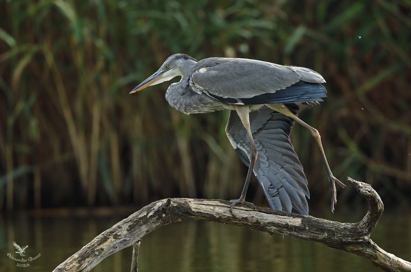 серая цапля. Упражнение на бревне.photo preview