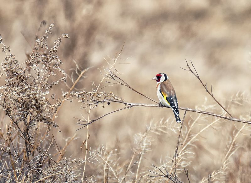 птица, щегол, щеголphoto preview
