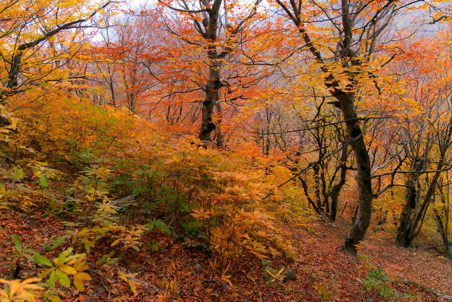 Рододендроновая осень. Автор: Елена Брежицкая бештау,пейзаж,гора,кмв,рододендроны, Елена Брежицкая