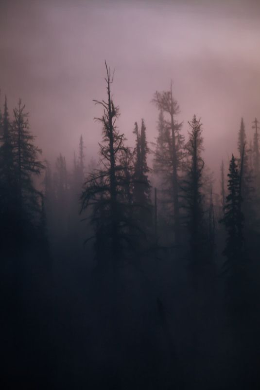 Туманные далиphoto preview