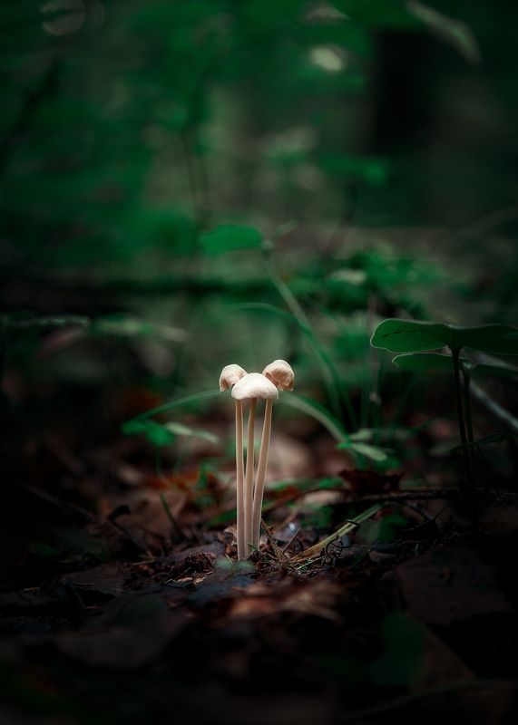 Троицаphoto preview