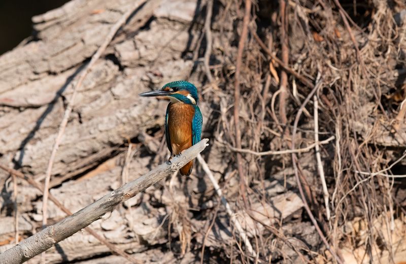 King Fishphoto preview