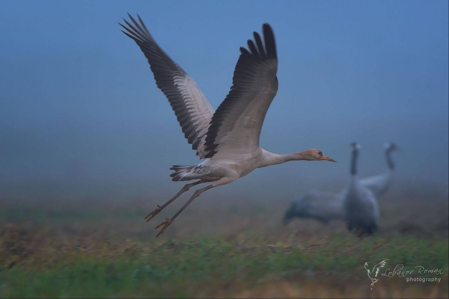 Серый журавль Лобанов , Лобанов Роман
