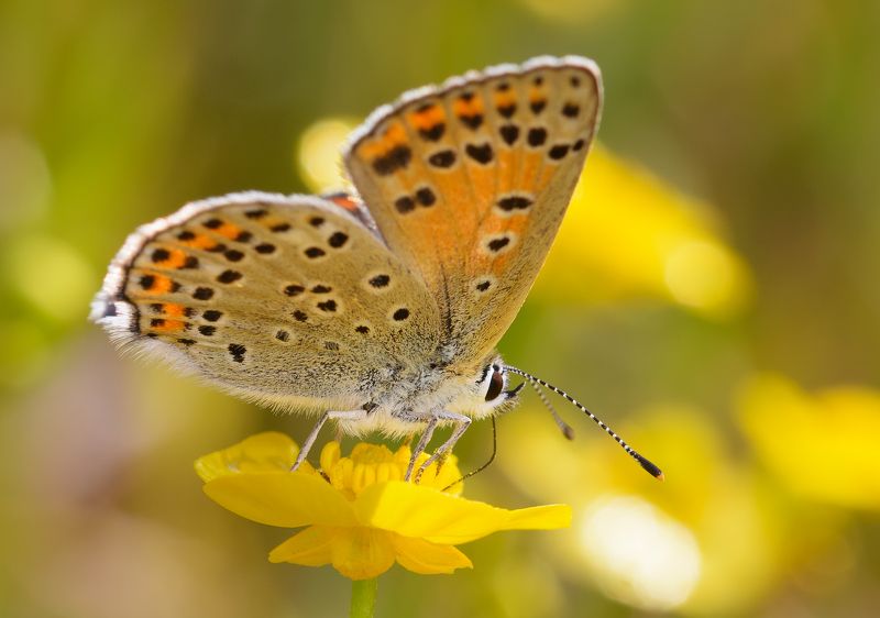 червонец бурый (чёрнопятнистый), lycaena tityrus, голубянки, lycaenidae, бабочка, солнце, утро Солнечным утромphoto preview