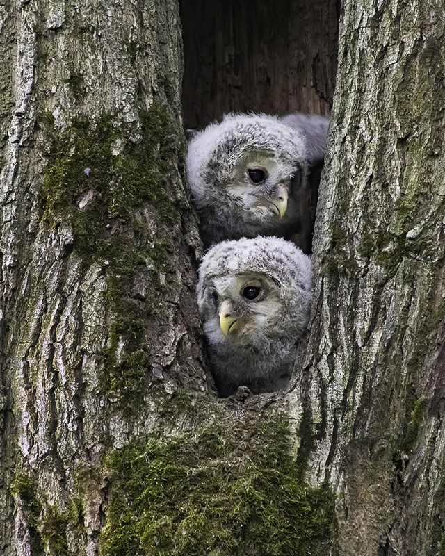 птенцы, гнездо, неясыть Любопытствоphoto preview