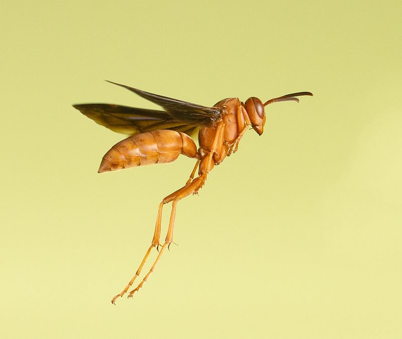 ocа, макро, wild, макро, wasp Red Paper Wasp - Красная бумажная Осаphoto preview