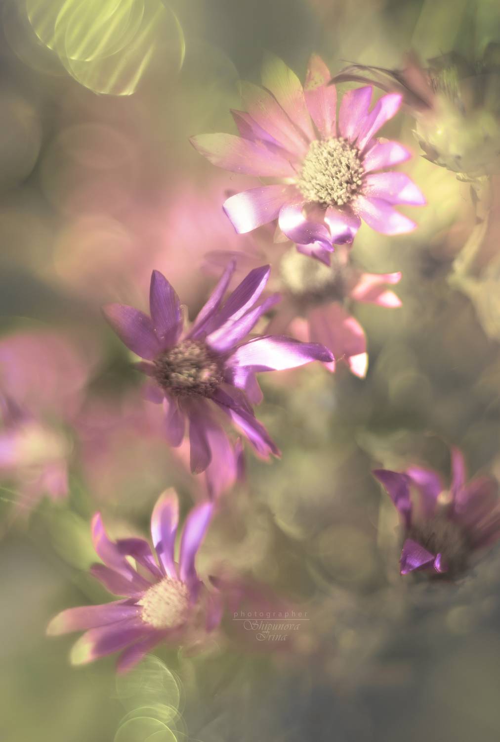 Бессмертник. Автор: Ирина Шипунова , Ирина Шипунова