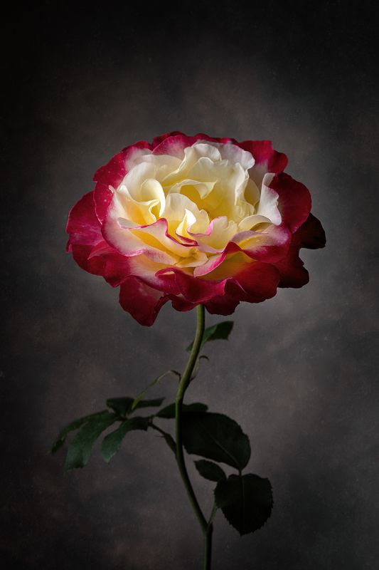 роза, цветок, цветение, флора ⠀photo preview