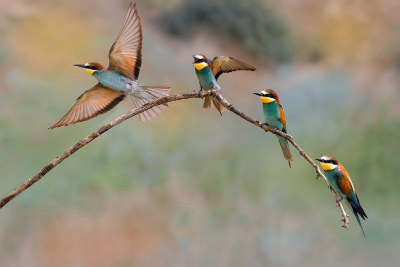 фотоохота, Золотистые щурки...photo preview