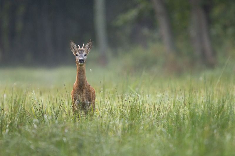 las,ssaki,natura,sarna,zielen,przyroda Koziołekphoto preview