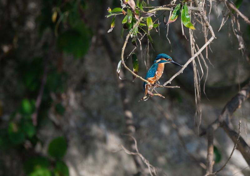 King Fishphoto preview