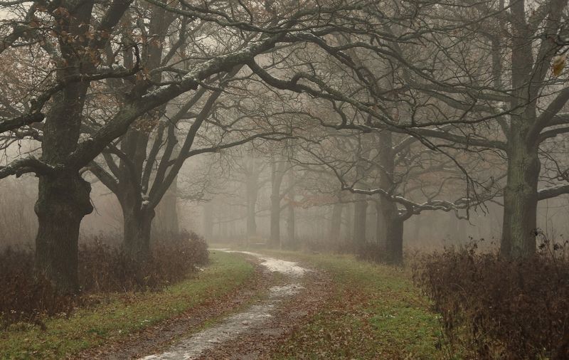 park, landscape, nature, alley, tree, autumn, morning Morning in Octoberphoto preview