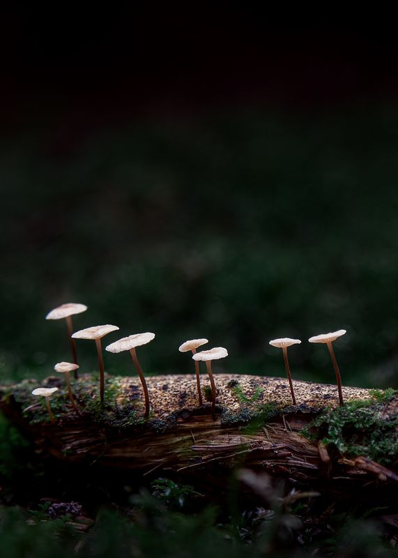 Кто шагает дружно в ряд?photo preview