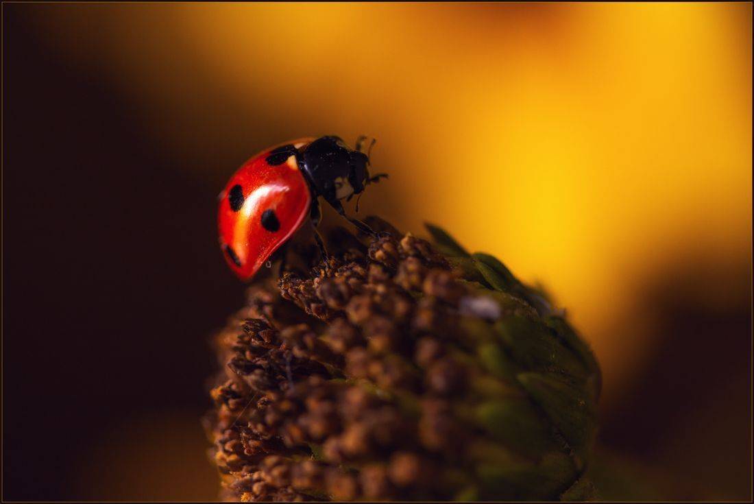 , Хромеев Александр