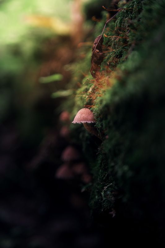 Опять ме.... грибы: и мается фотограф в темноте...photo preview