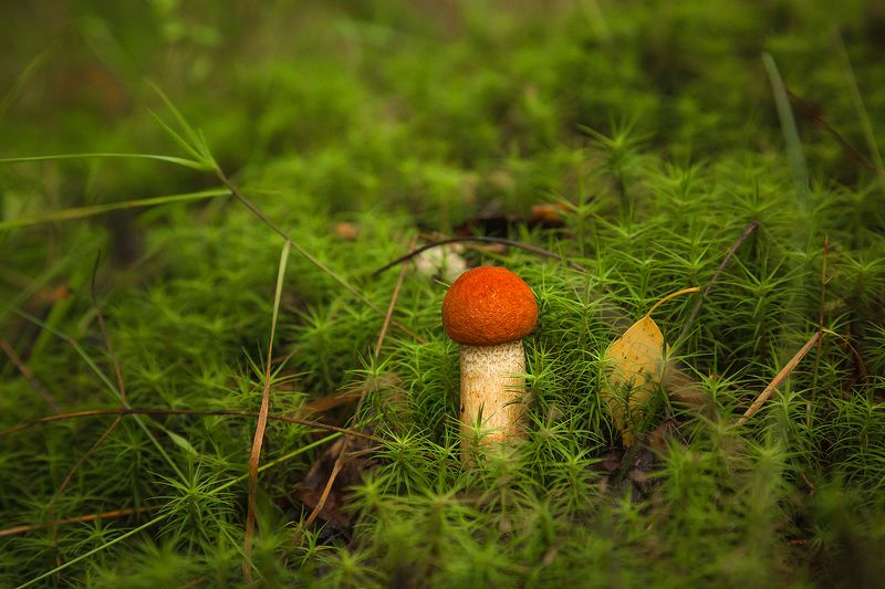 Лесной жительphoto preview