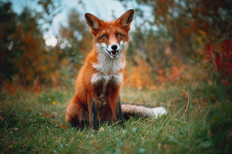 Хитрый лисphoto preview