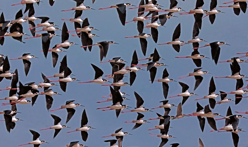 Пестрые самолётикиphoto preview