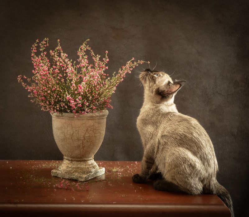 Kitty фото превью