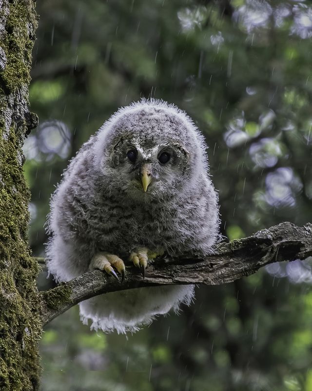 птенец, неясыть, дождь, лес Под дождёмphoto preview