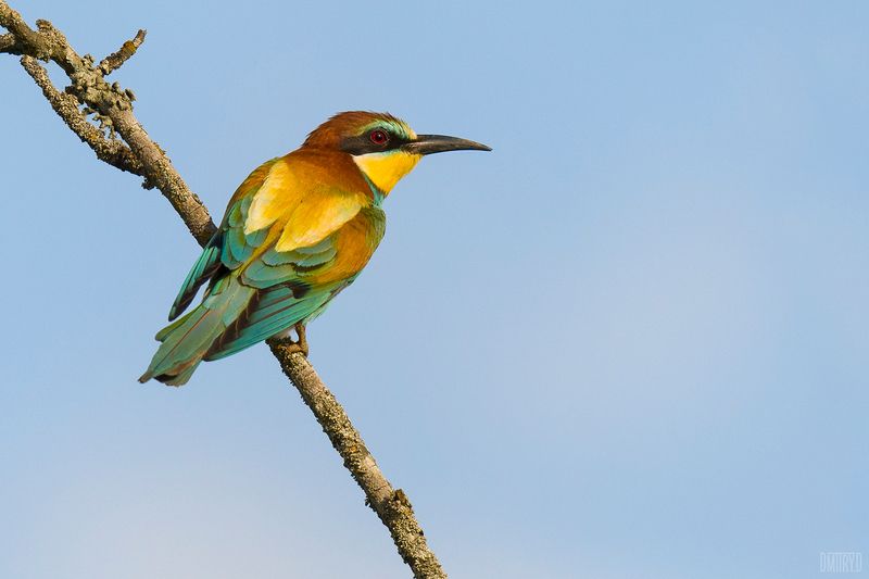 Золотистая щурка фото превью