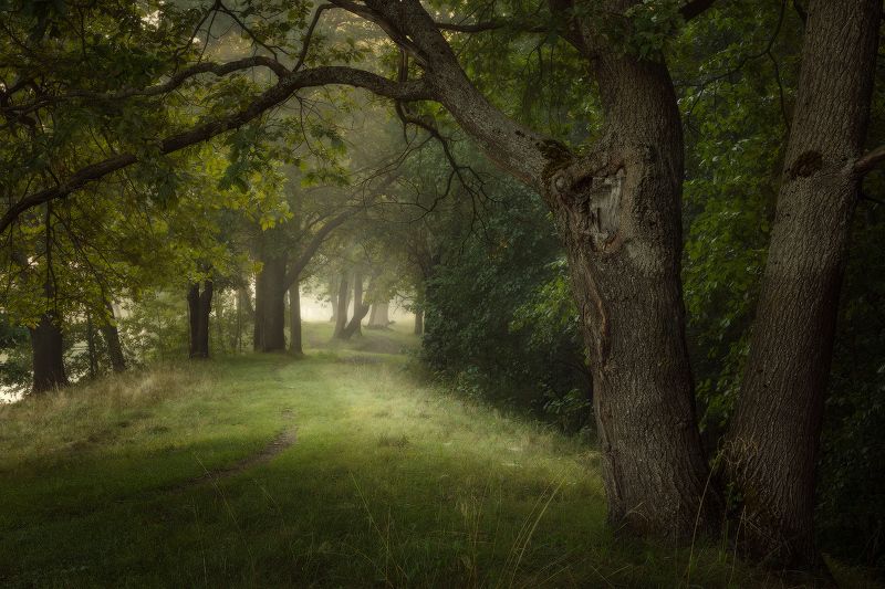 природа, лес, осень, деревья Осеннее ожидание фото превью
