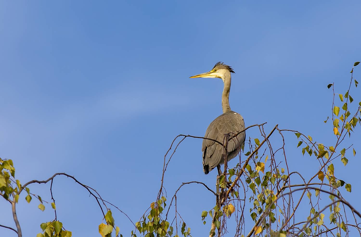 Серая цапля на дереве. Автор: Широких Александр птицы, болото, цапля, дерево, Широких Александр