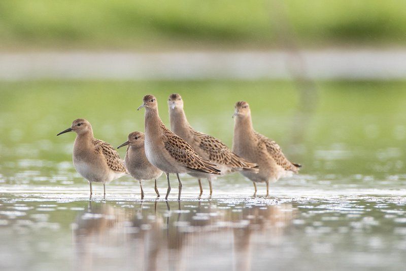 Птицы Сибириphoto preview