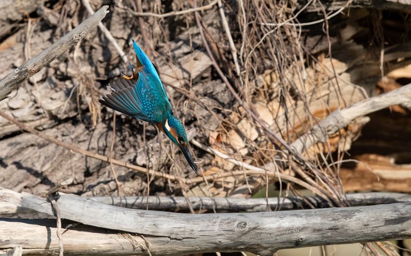 King Fishphoto preview