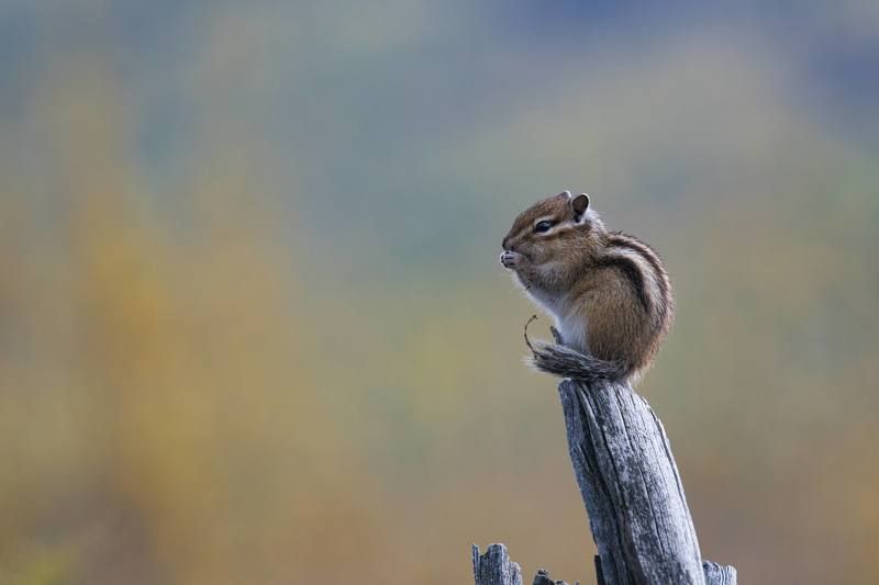 Ильчирский бурундук.photo preview