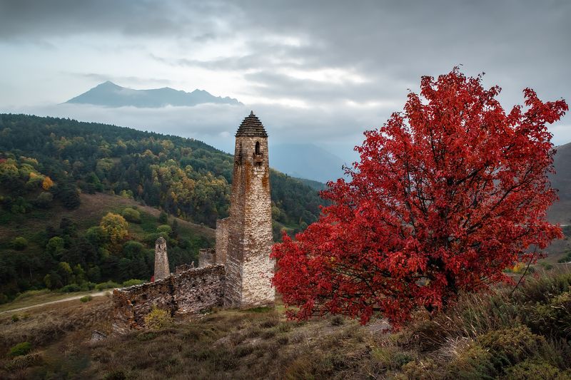 ингушетия, горы, закат,  кавказ, архитектура, пялинг, башни, башня, осень Чардрево по-кавказски фото превью