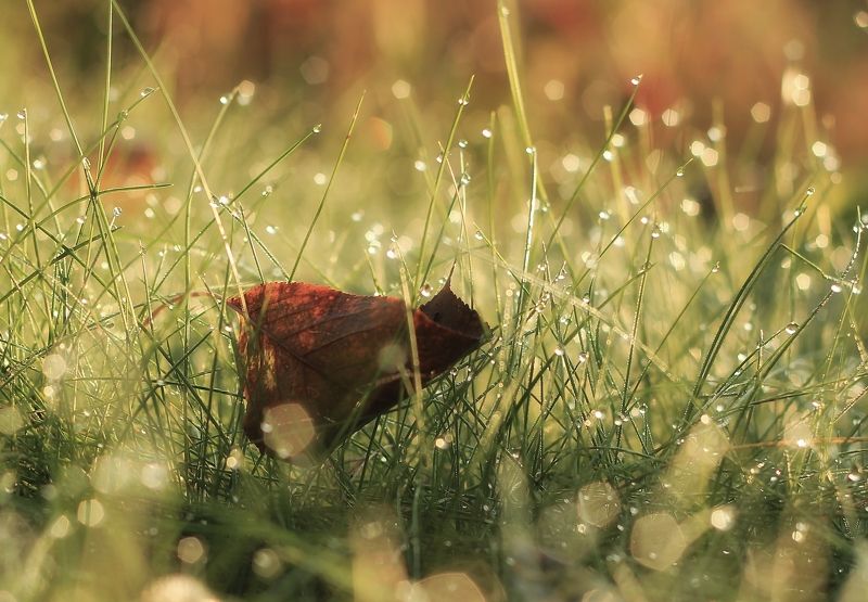 гелиос 44м4 Весна была совсем недавно..photo preview