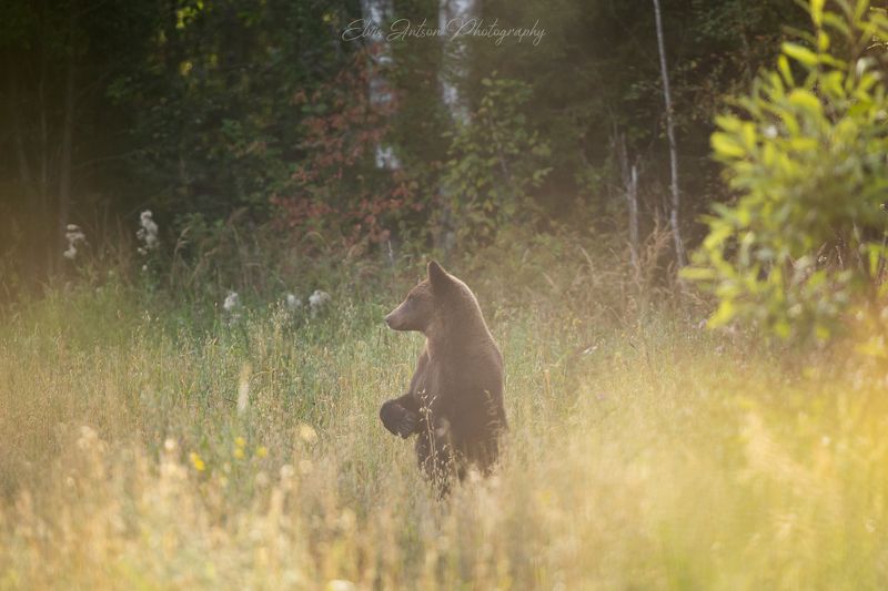 природа, медведь Хозяин тайги.photo preview