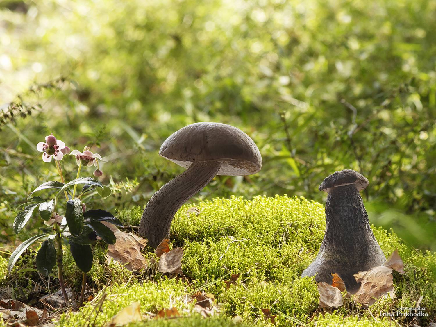 постановочное фото, лето, грибы, лес, забавные сюжеты, Приходько Ирина