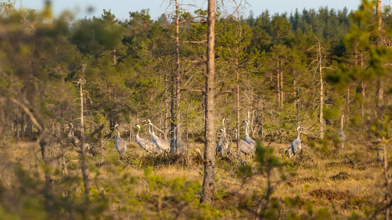 #visiteesti, #visitestonia, #visitestland, #kõnnu, #kõnnusuursoo, #bog, #estonianature, #harjumaa, #eestirabad, #soo, #estonianbogs, #grusgrus, #grus, #commoncrane, #eurasiancrane, #birdwatching, #estoniannature, #estonianbirds, #nature_of_estonia, #birdp ***photo preview