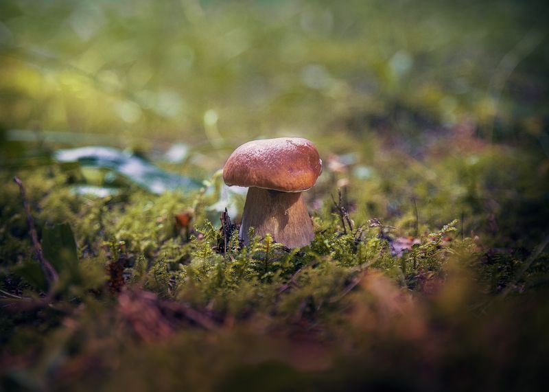 Благородного семейства персонажphoto preview