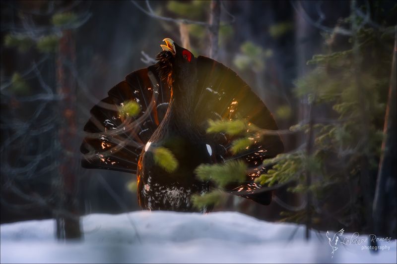 В первых лучах солнца ...photo preview