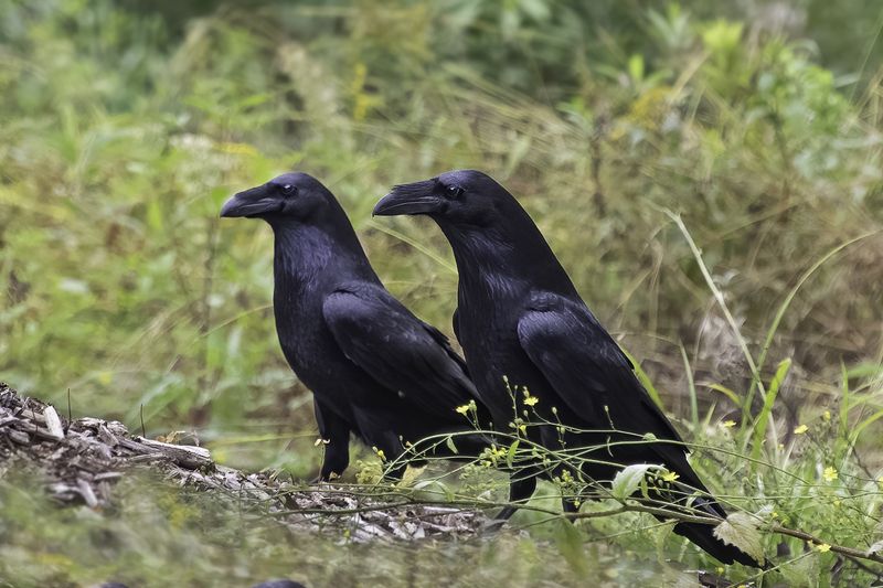 птица, ворон, самец, самка, лес Вдвоёмphoto preview
