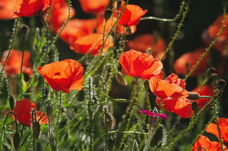 Маковое пламя фото превью