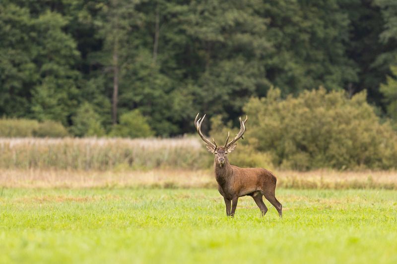 ssaki,jeleń,las,przyroda,zielen,fauna,natura Byczekphoto preview