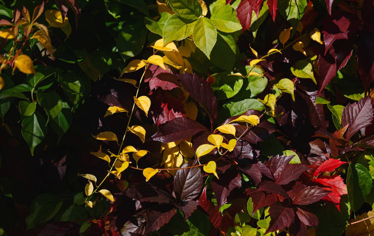 ,  Гобова Наталья