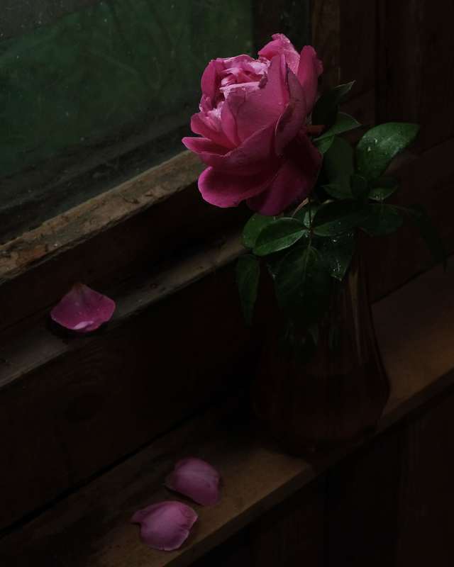 Последняя розаphoto preview